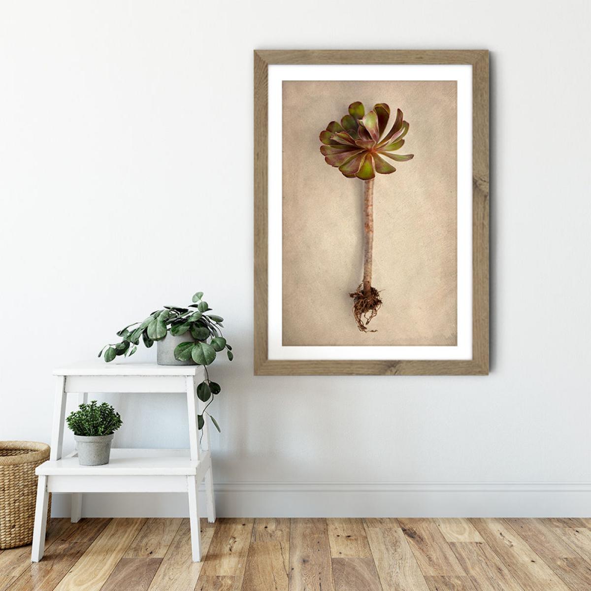 Succulent Study 7 Art Print Oak Frame – image 6