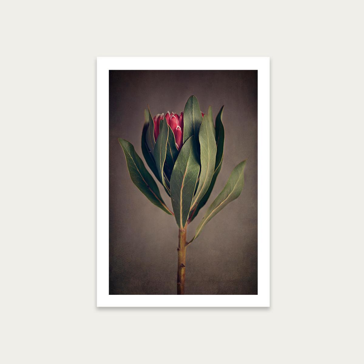 Red Protea 2 Art Print Unframed