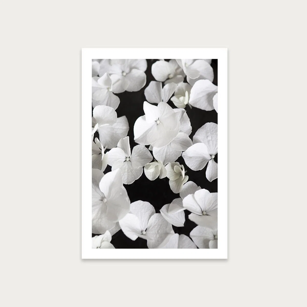 White Beauty on Black Art Print Unframed