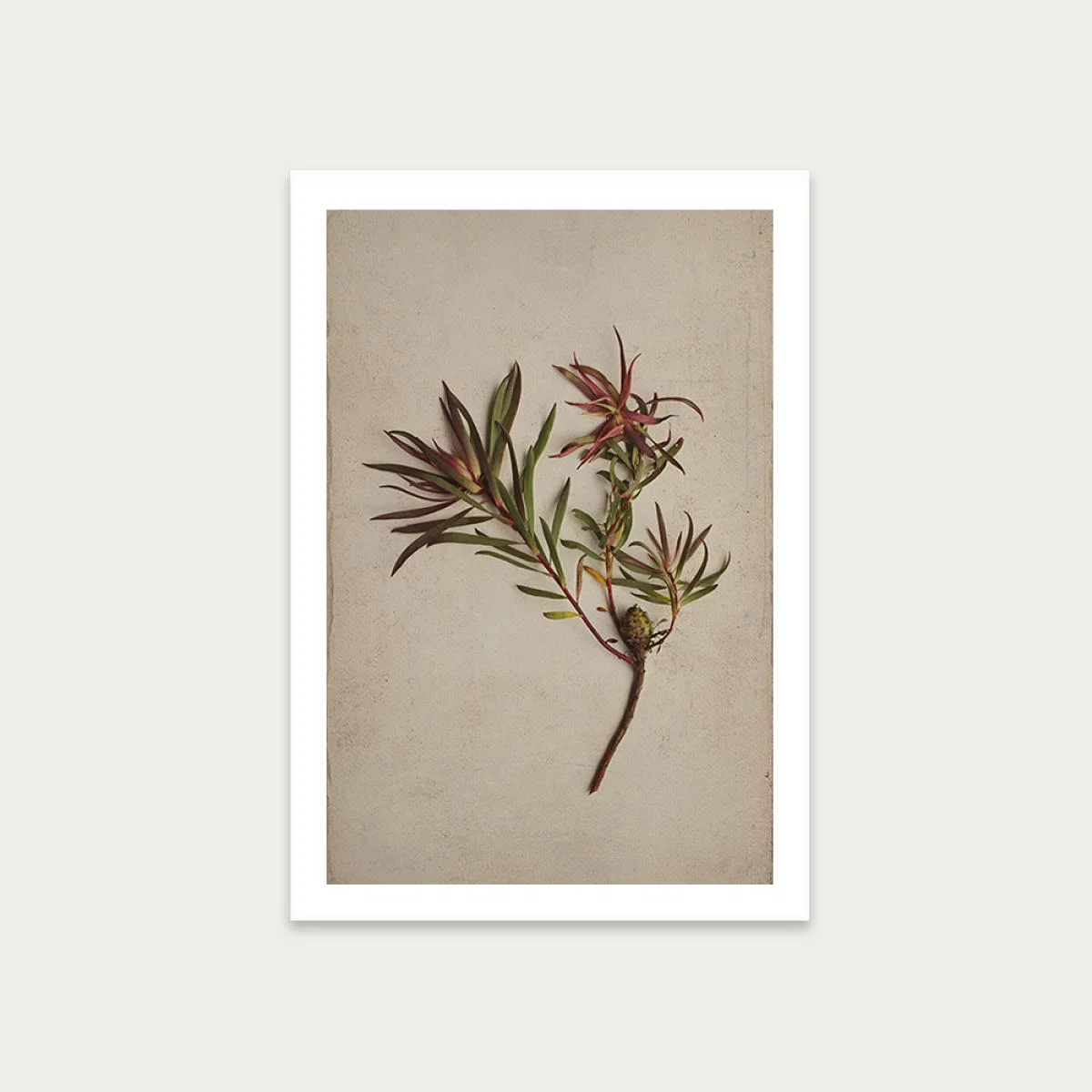 Fynbos 1 Art Print Unframed