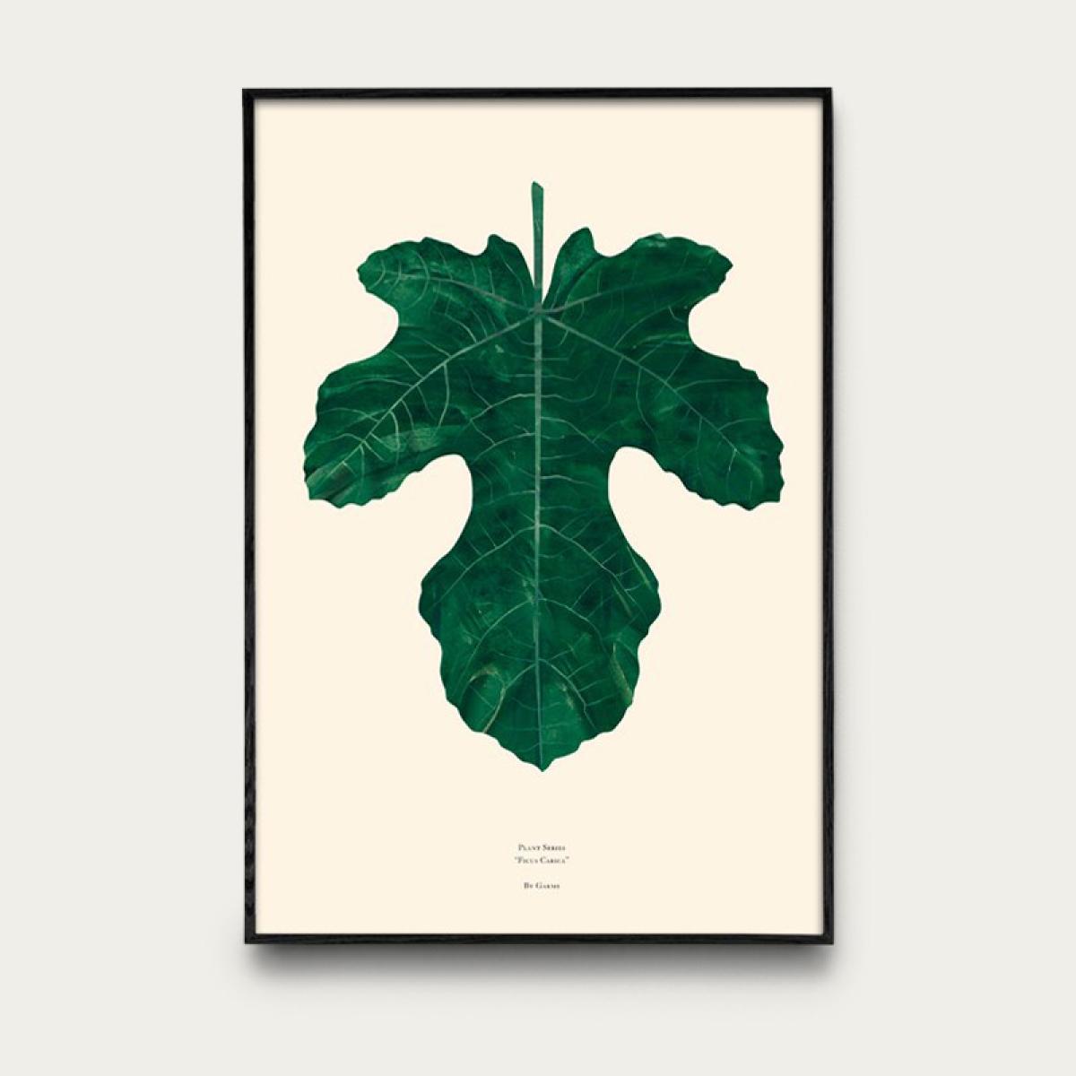 Ficus Carica