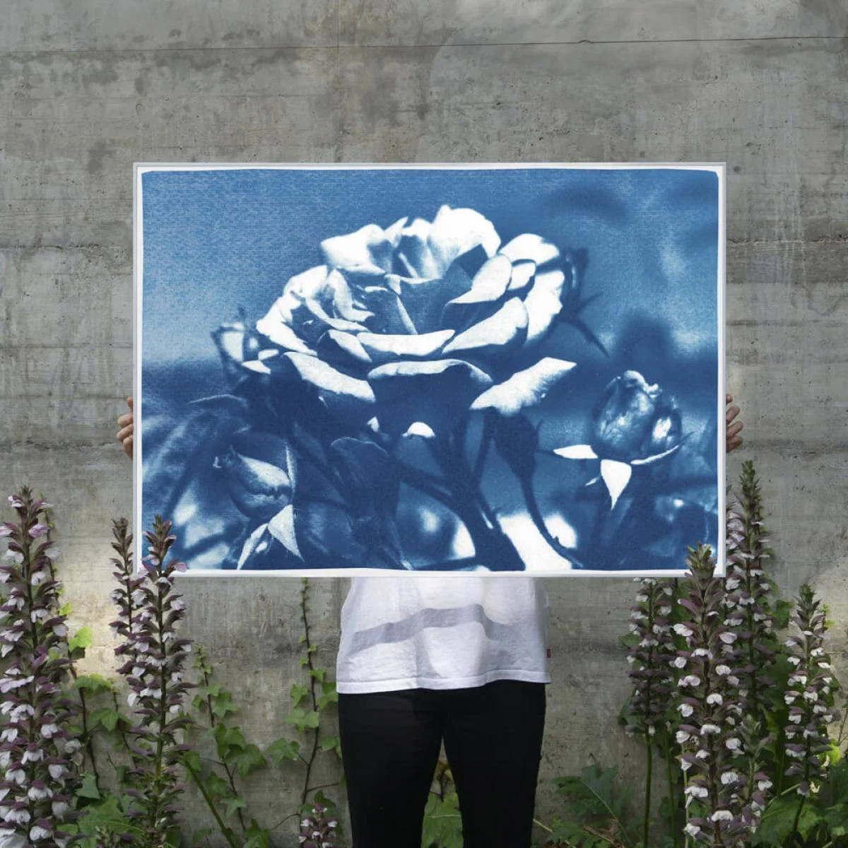 Blue and White Rose Handmade Cyanotype Art Print – image 2