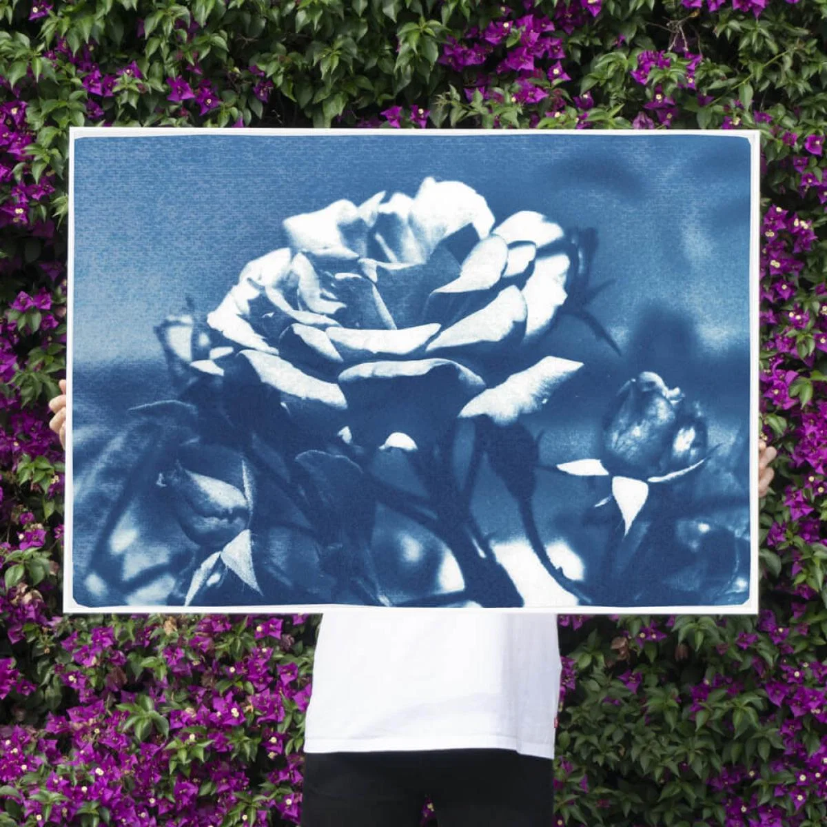Blue and White Rose Handmade Cyanotype Art Print – image 5