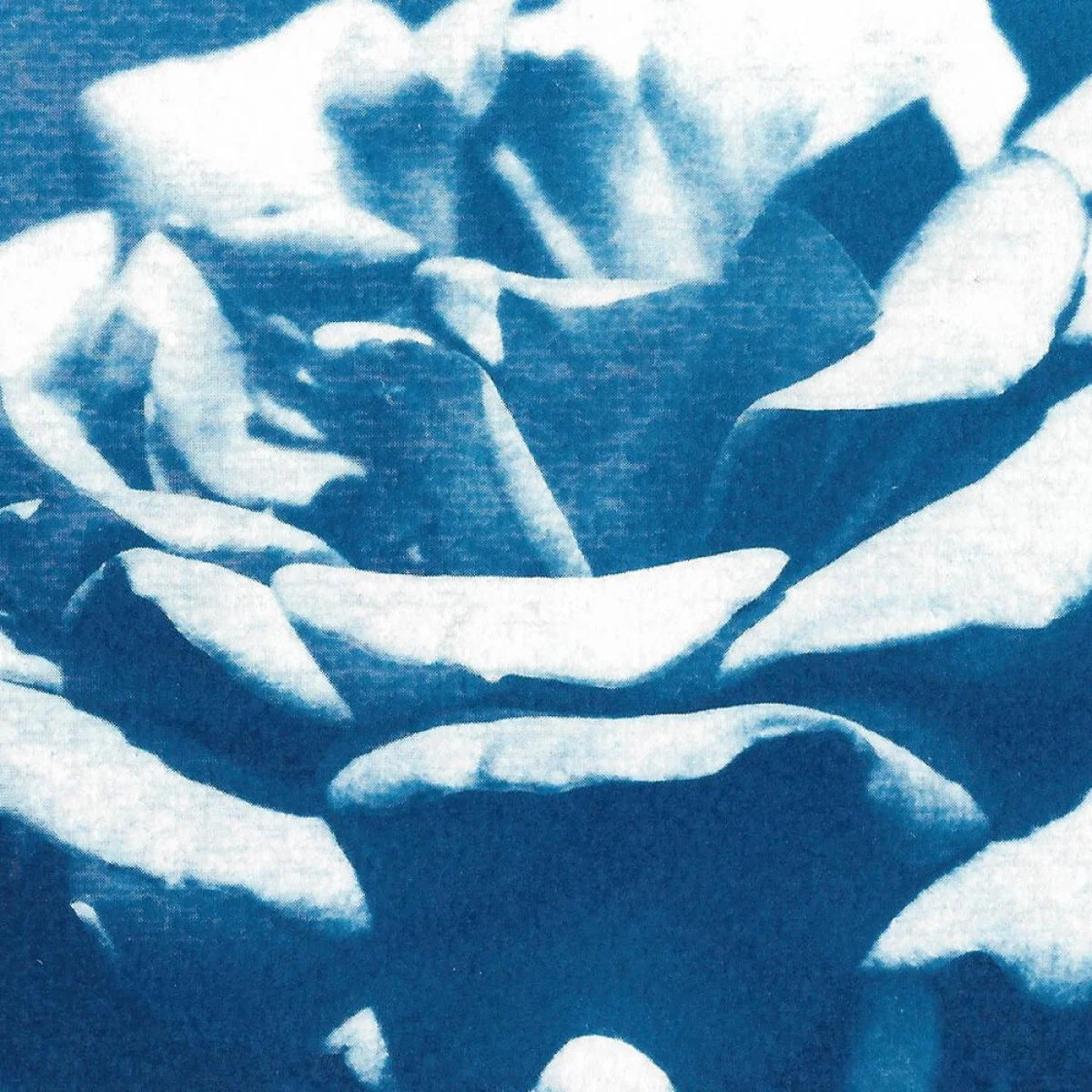 Blue and White Rose Handmade Cyanotype Art Print – image 6