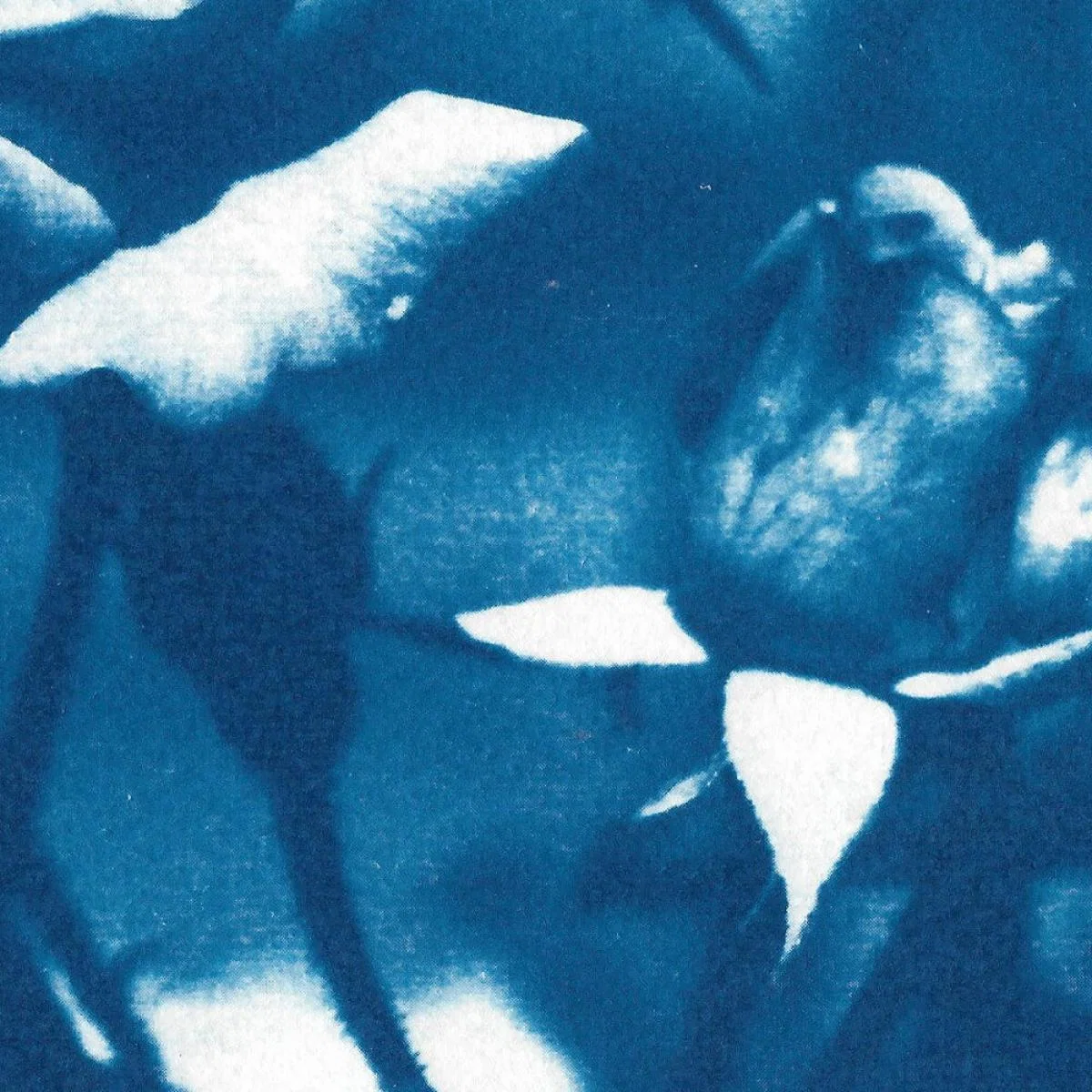 Blue and White Rose Handmade Cyanotype Art Print – image 8