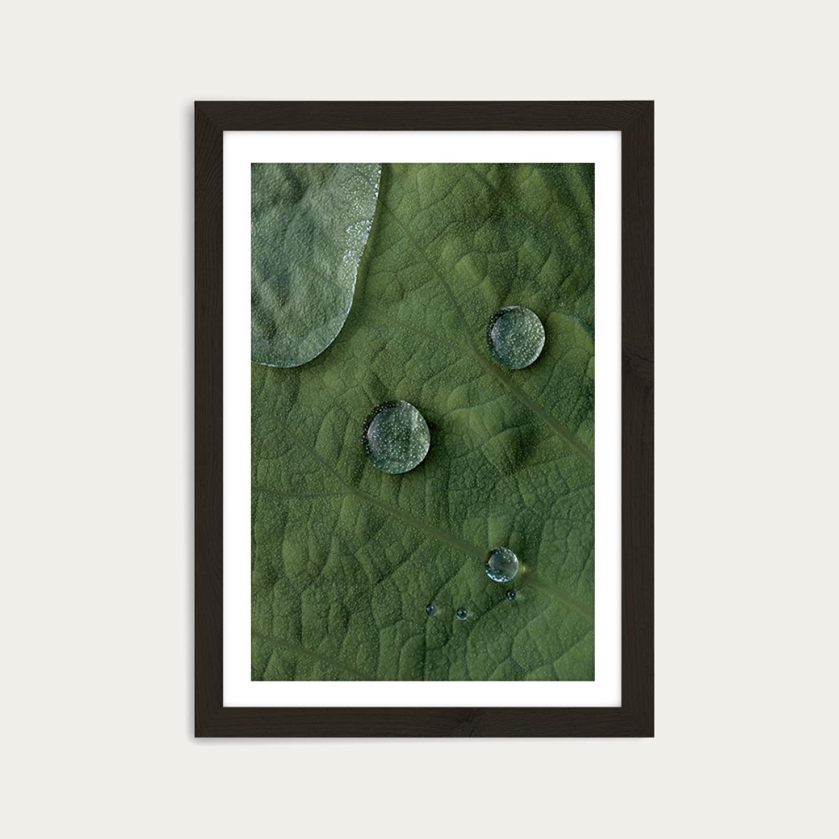 Lotus Art Print Black Frame – image 1