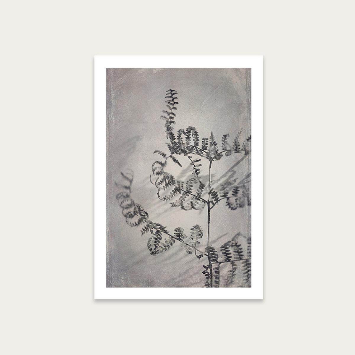 Shadowplay 2 Art Print Unframed