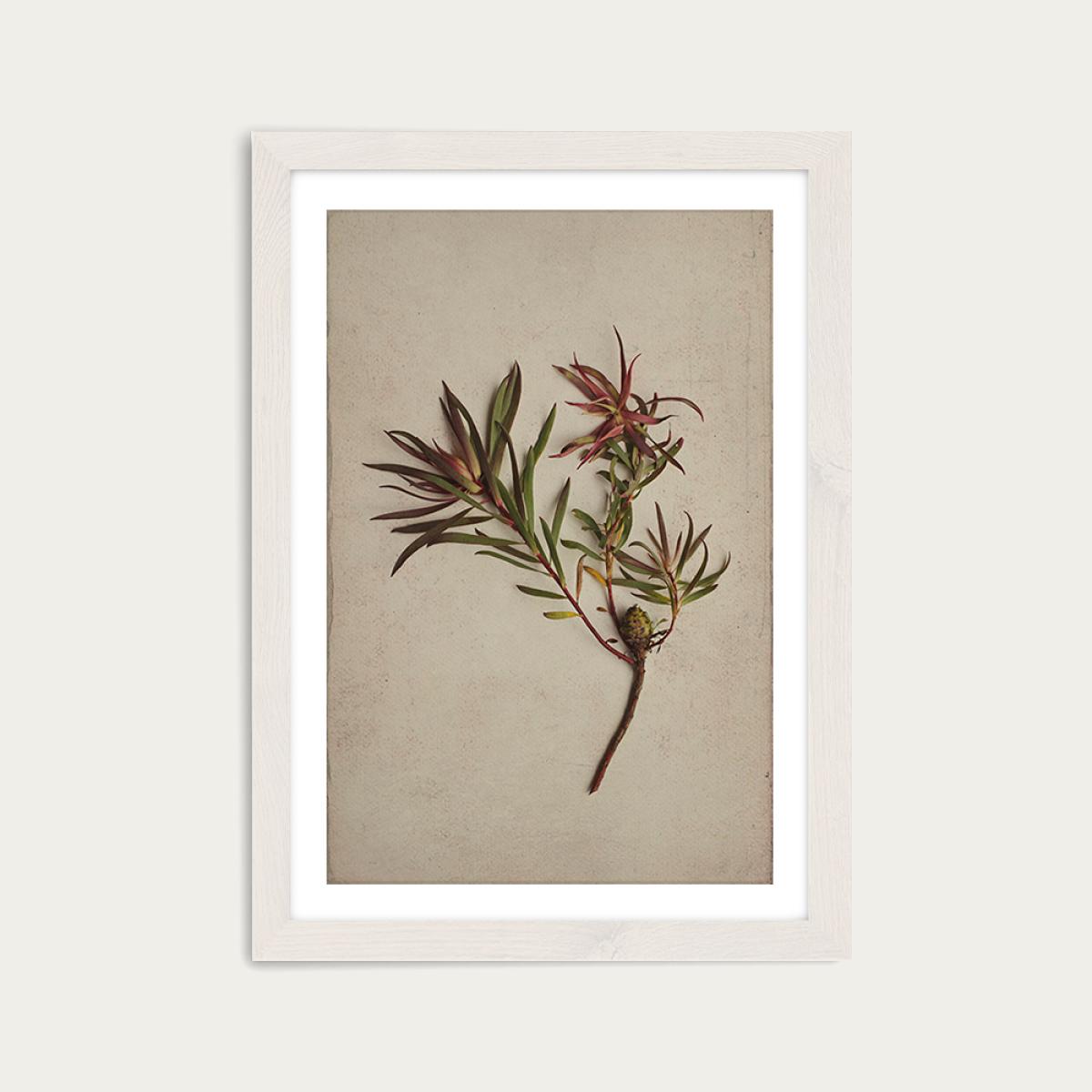 Fynbos 1 Art Print White Frame – image 1
