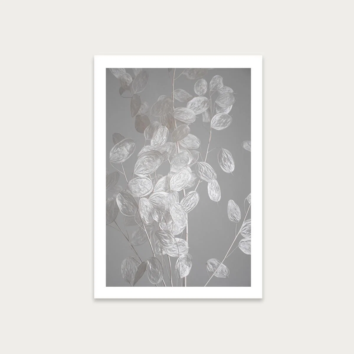 Honesty - A Branch of Dried Flowers Art Print Unframed