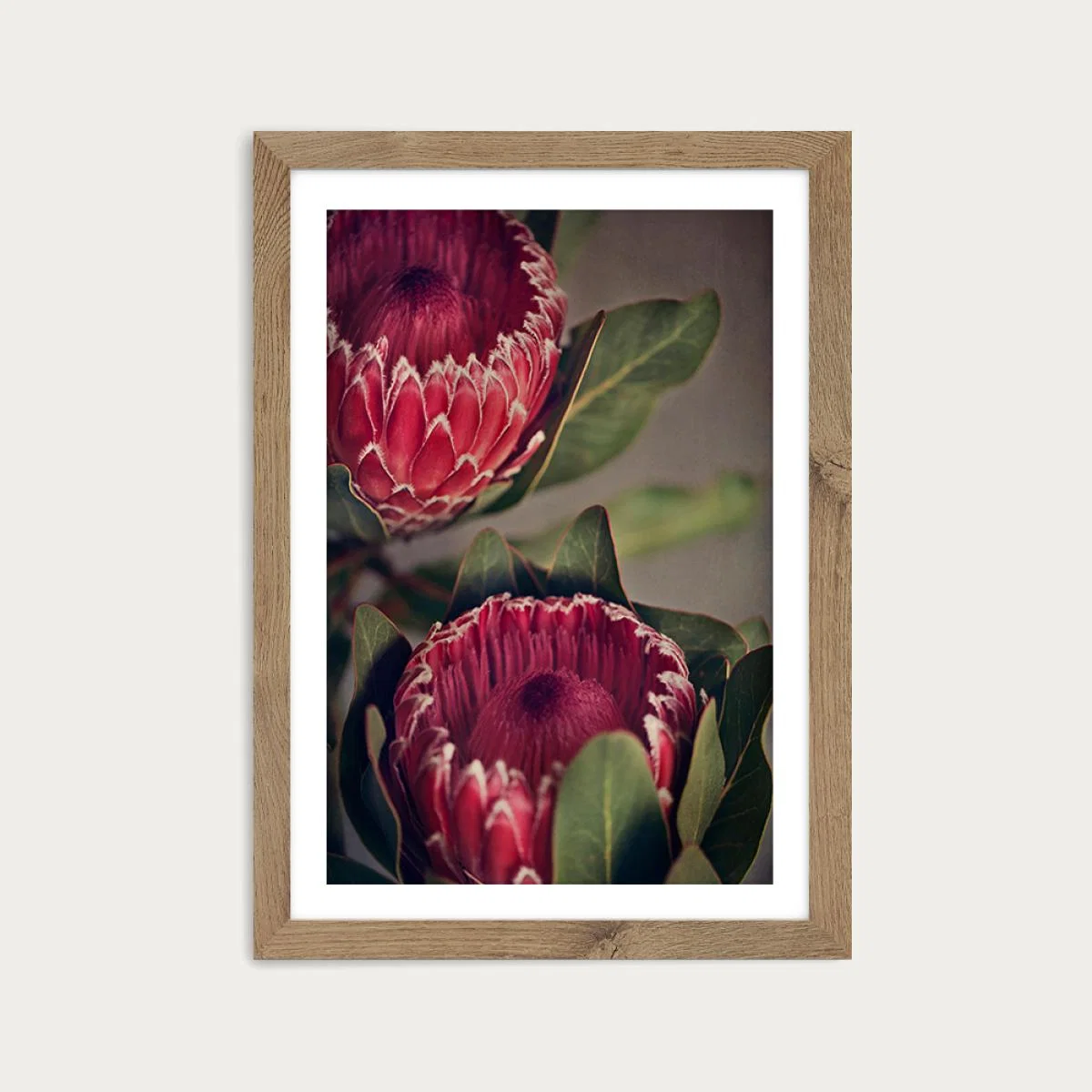 Red Protea 1 Art Print Oak Frame – image 1
