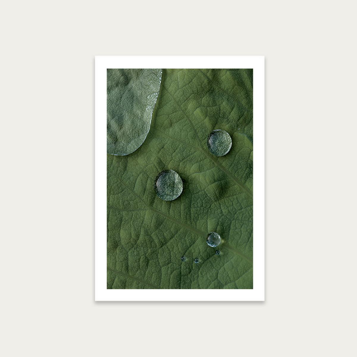 Lotus Art Print Unframed