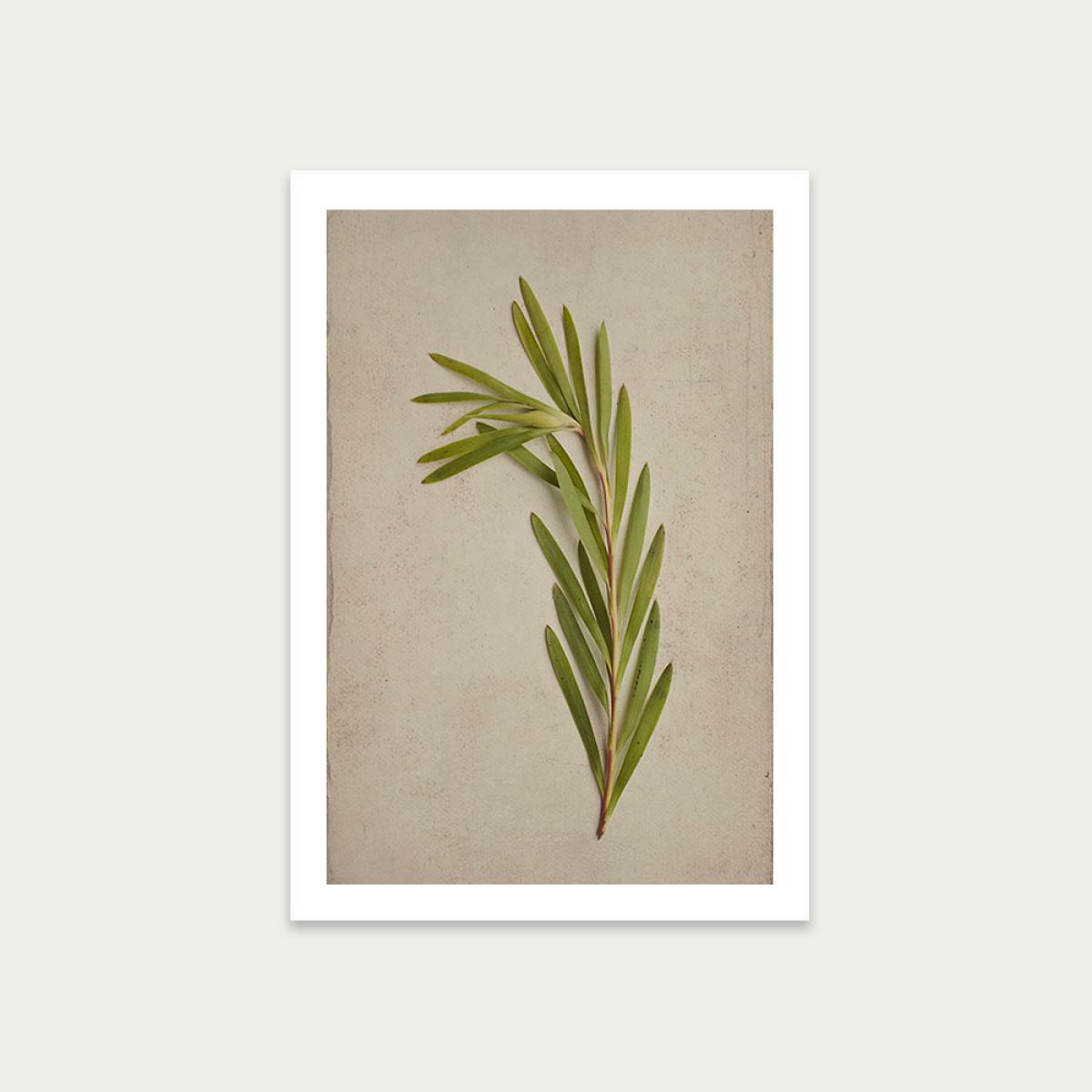 Fynbos 4 Art Print Unframed
