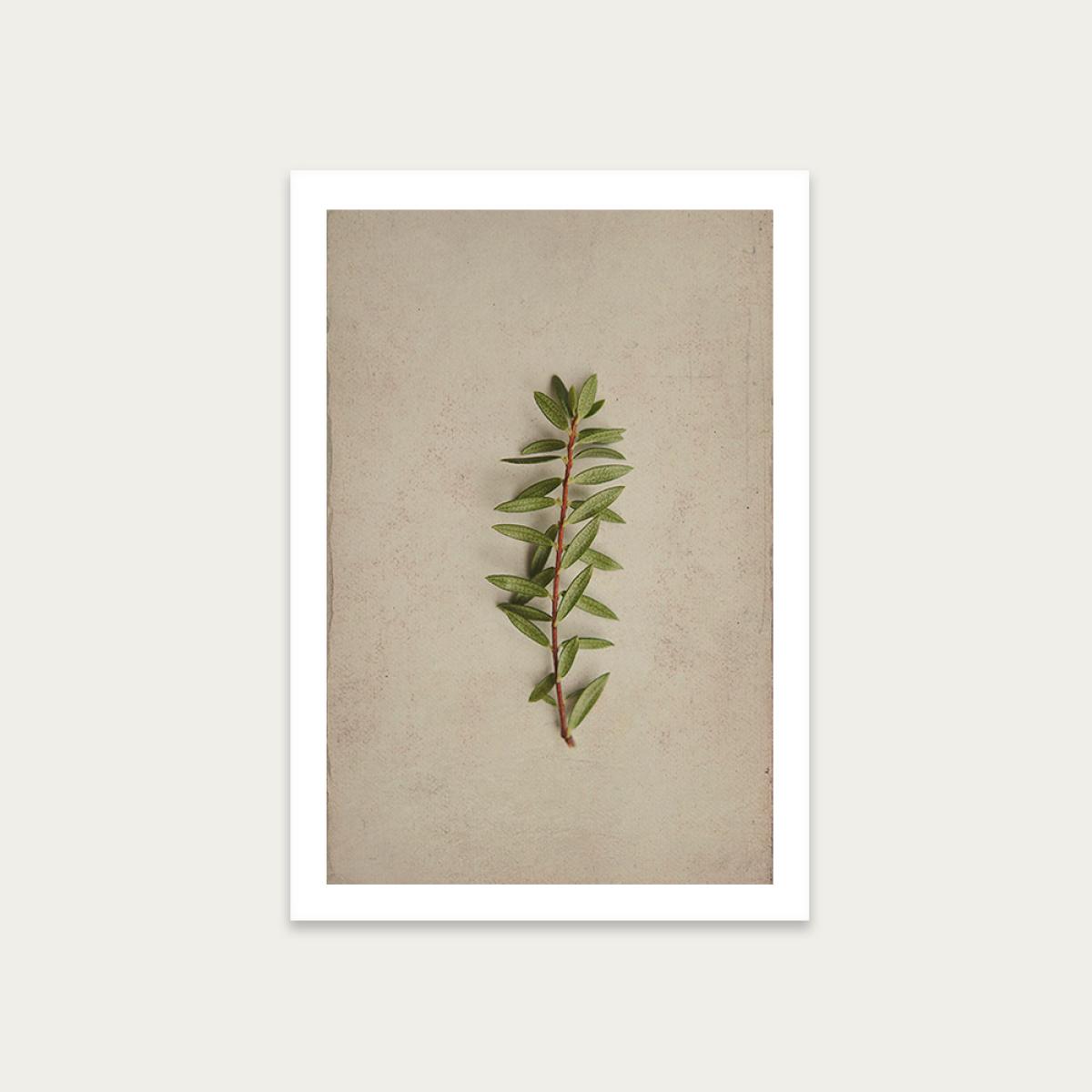 Fynbos 7 Art Print Unframed