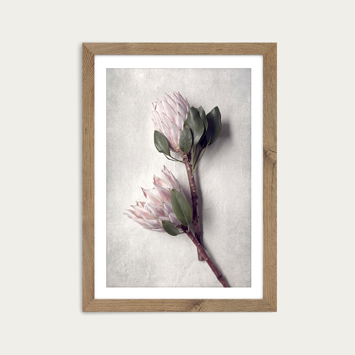 Pale Proteas PT 2 Art Print Oak Frame – image 1