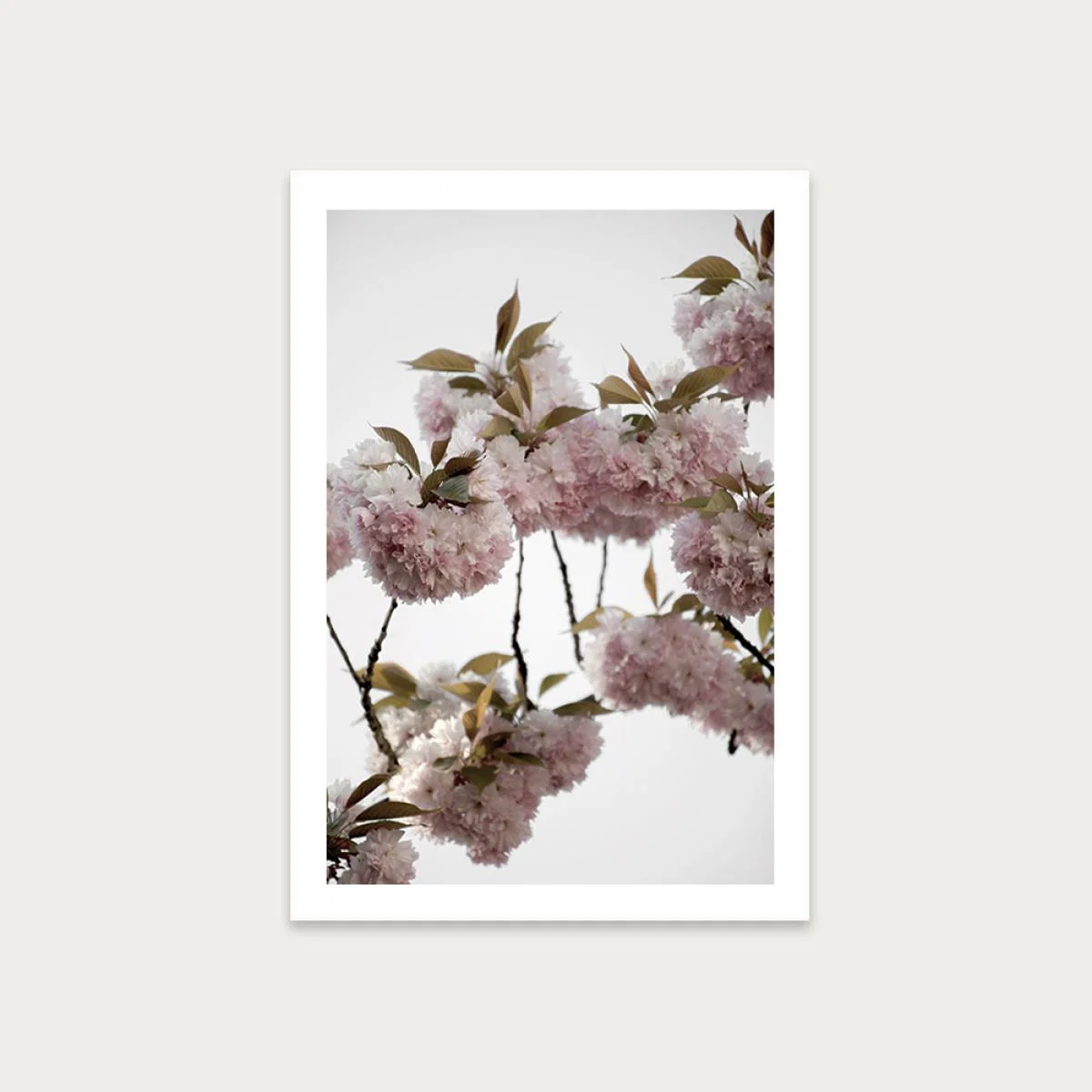 Clouds of Cherry Flowers Art Print Unframed