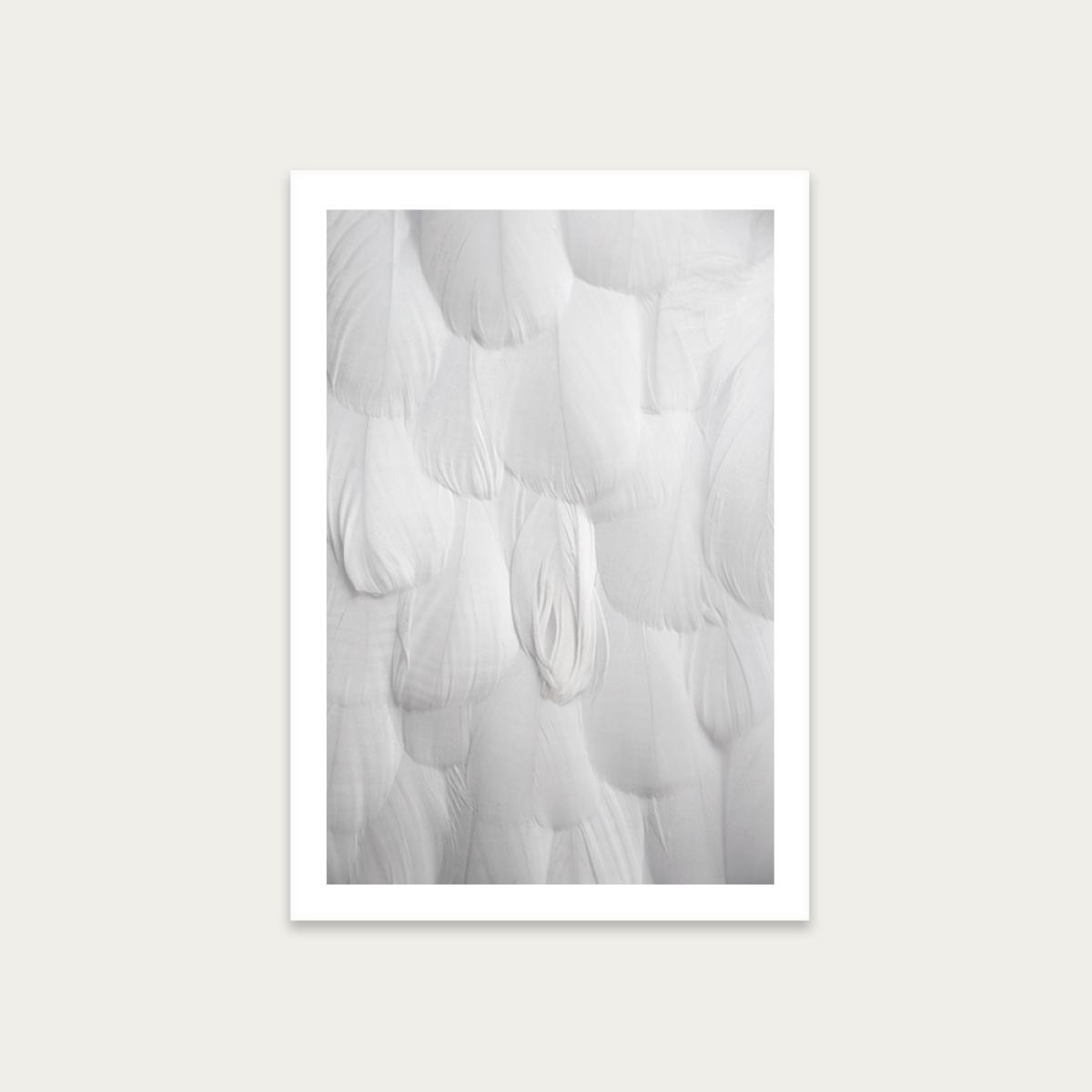 Soft White Feathers Art Print Unframed