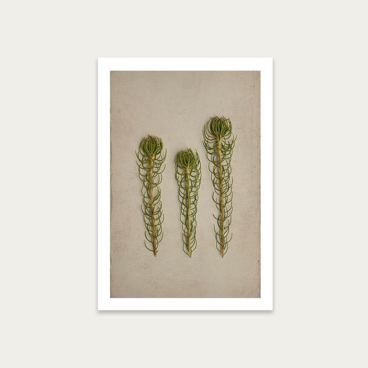 Fynbos 5 Art Print Unframed