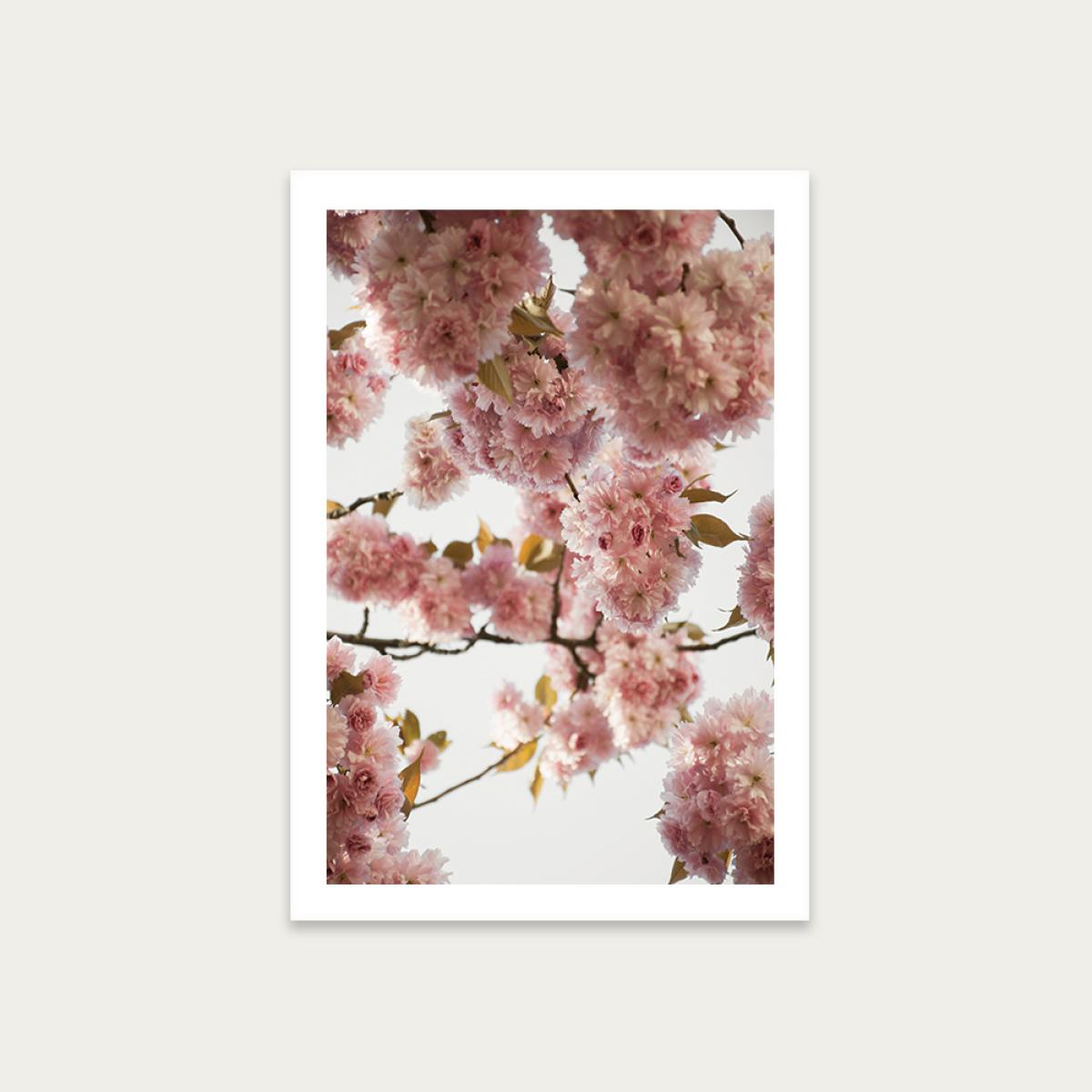 Blush Spring Art Print Unframed