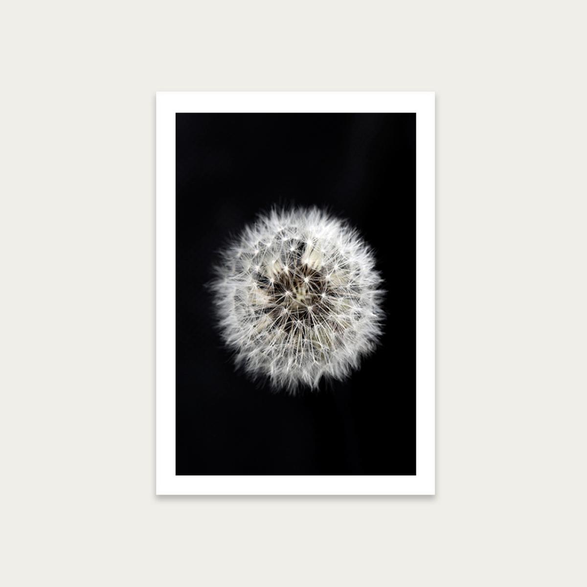 Black and White Dendelion Art Print Unframed