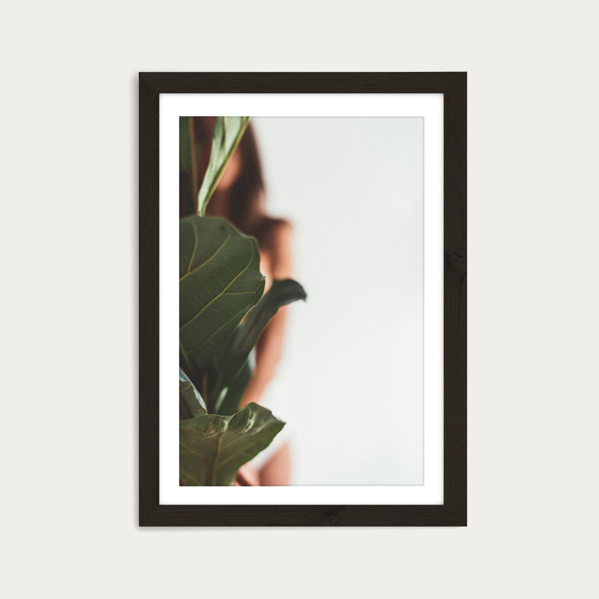Ficus Lyrata 1 Art Print Black Frame – image 1