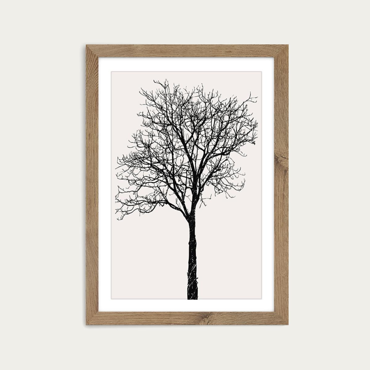 Black Birch Art Print Oak Frame – image 1