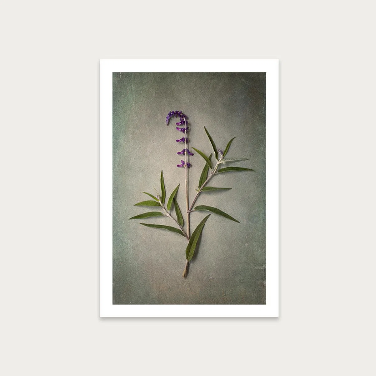 Foraged 4 Art Print Unframed