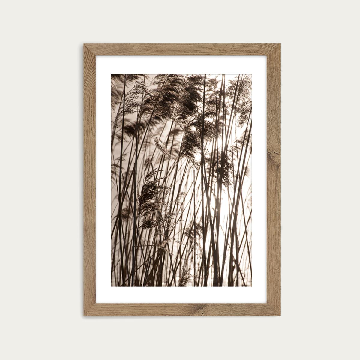Grasses In The Golden Sunset Art Print Oak Frame