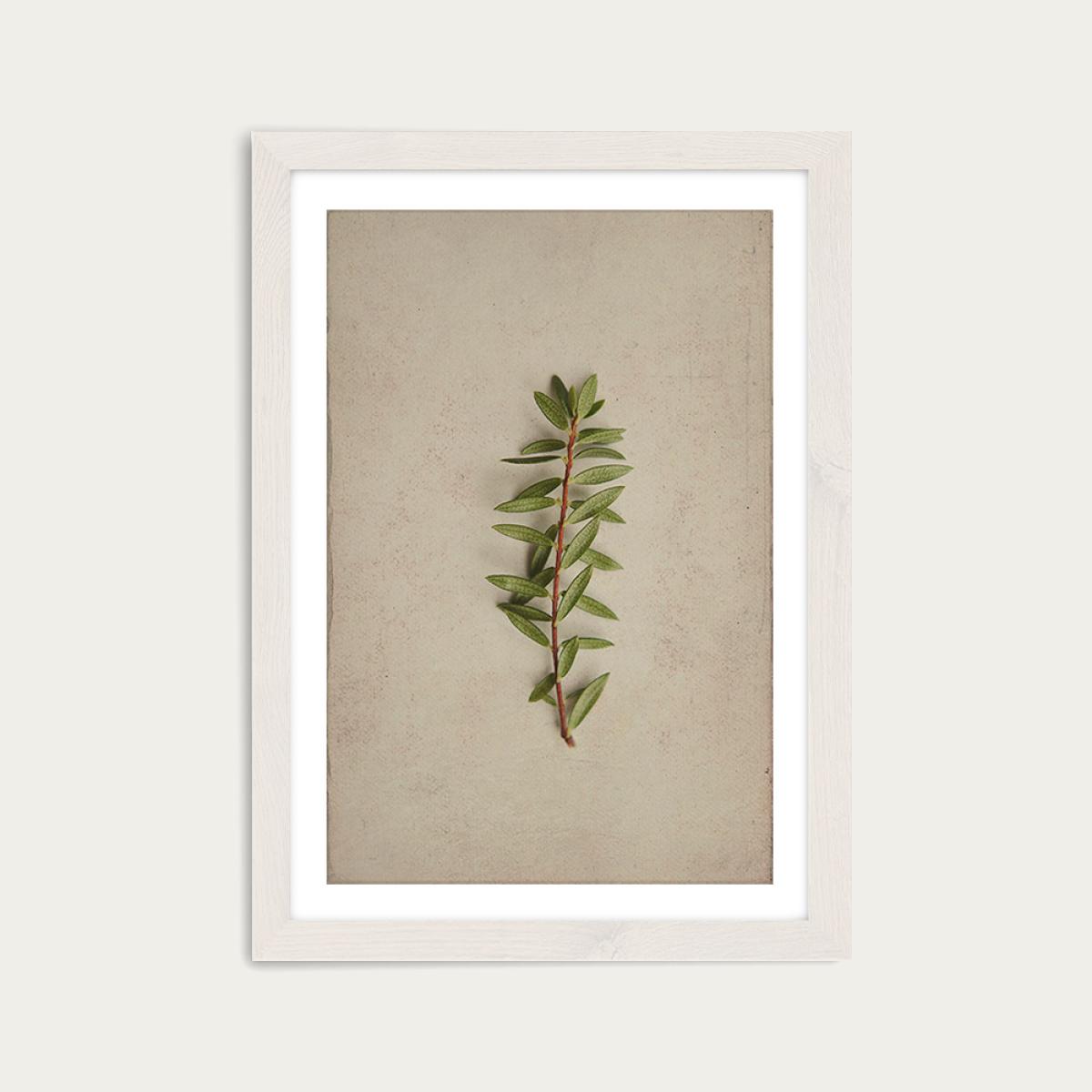 Fynbos 7 Art Print White Frame – image 1
