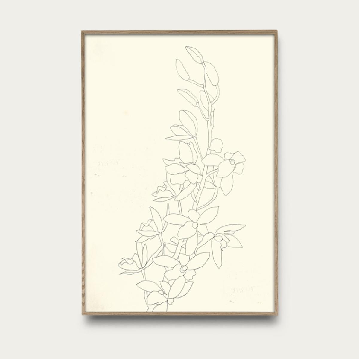 Orchid No 2