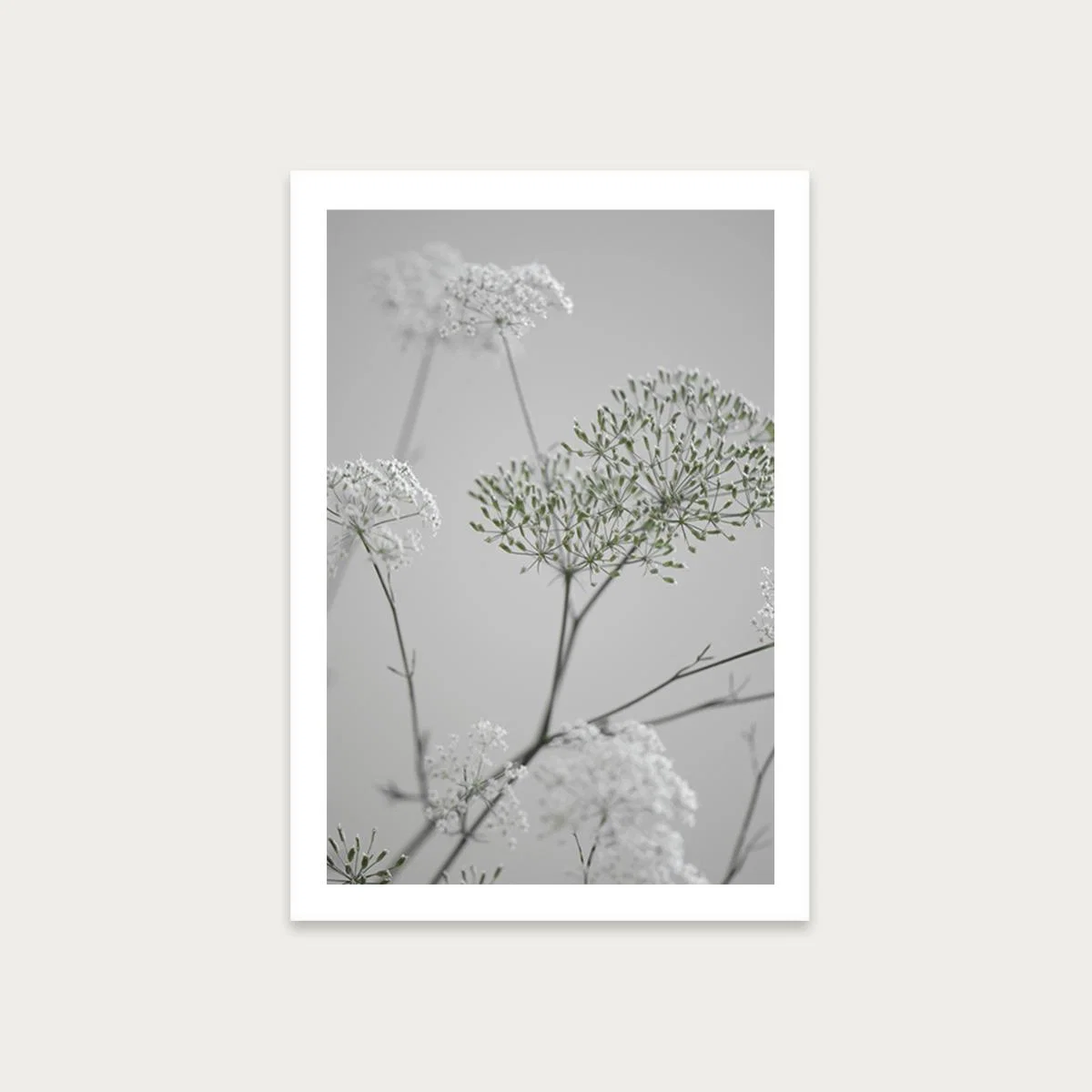 White Greige Flower Blossoms Art Print Unframed