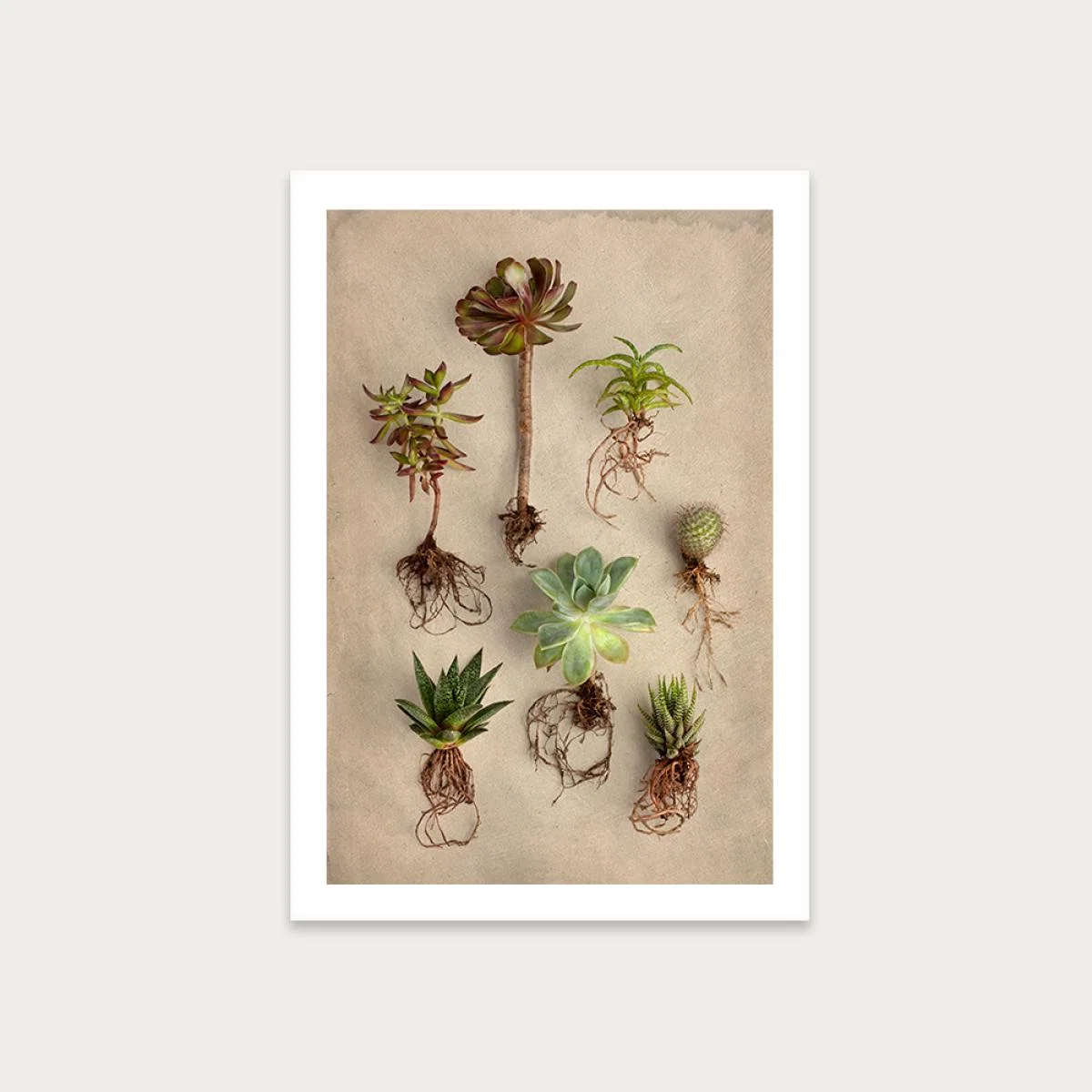 Succulent Study 8 Art Print Unframed