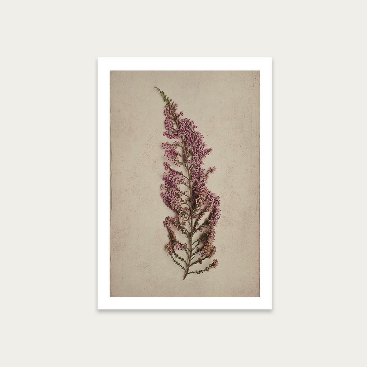 Fynbos 3 Art Print Unframed