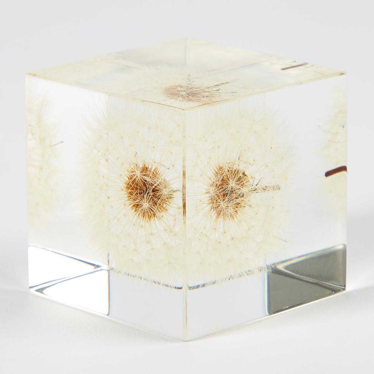 Dandelion Sola Cube – image 2