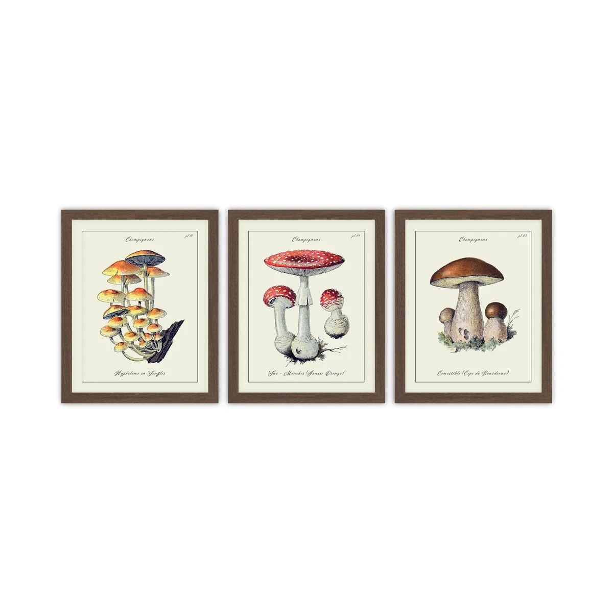 Set of 3 Champignons Framed Prints – image 2