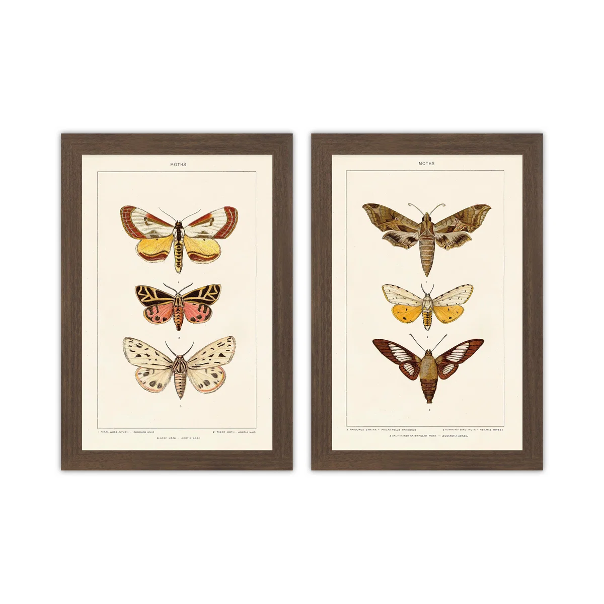 Set of 2 Vintage Moths Framed Prints – image 2
