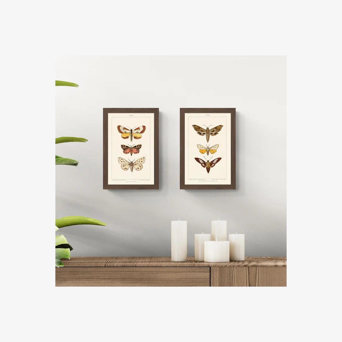 Set of 2 Vintage Moths Framed Prints – image 1