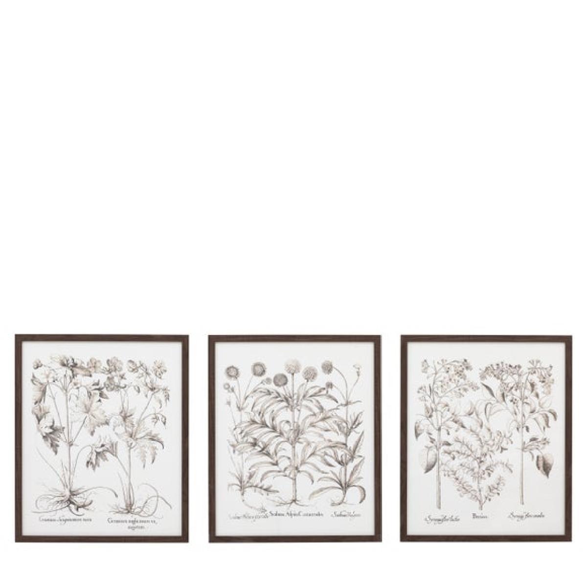 Cedar & Sage Set of 3 Evergreen Framed Prints – image 7