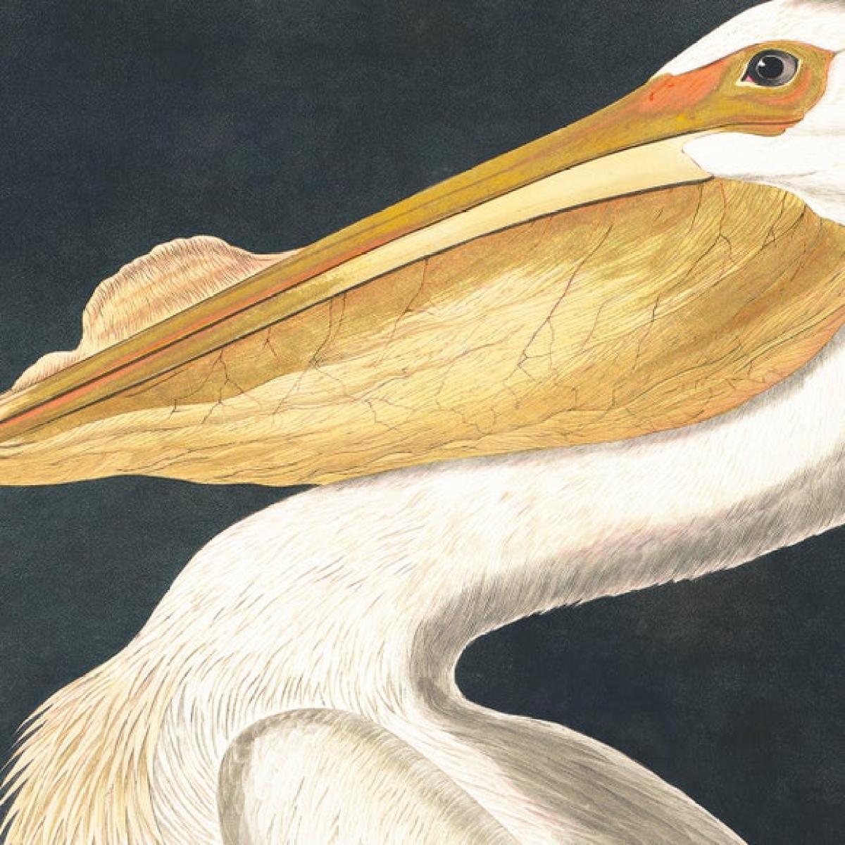 Cedar & Sage White Pelican Framed Canvas – image 3