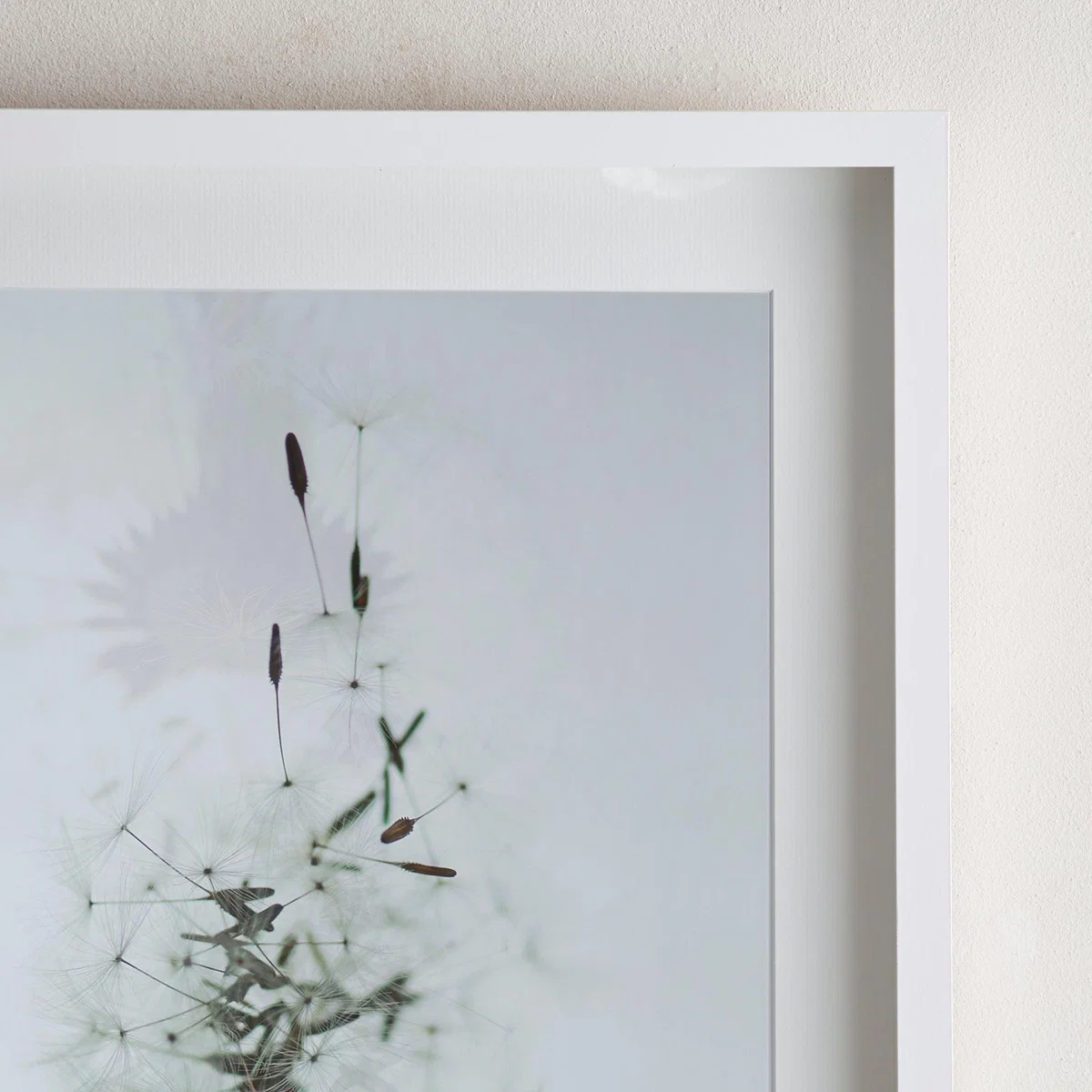 Dorma Purity Drifting Dandelion Mounted and Box Framed Exclusive Nature Print MultiColoured – image 3