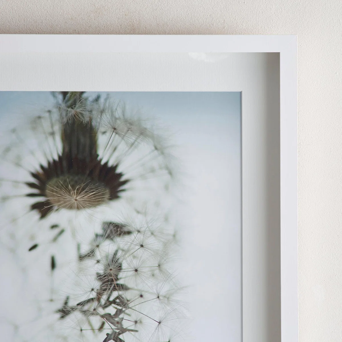 Dorma Purity Drifting Dandelion Mounted and Box Framed Exclusive Nature Print MultiColoured – image 4