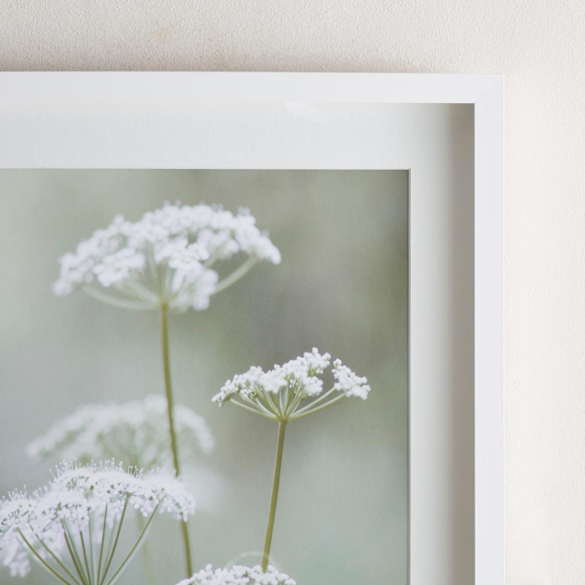Dorma Purity Calming Cow Parsley Mounted and Box Framed Exclusive Nature Print MultiColoured – image 2