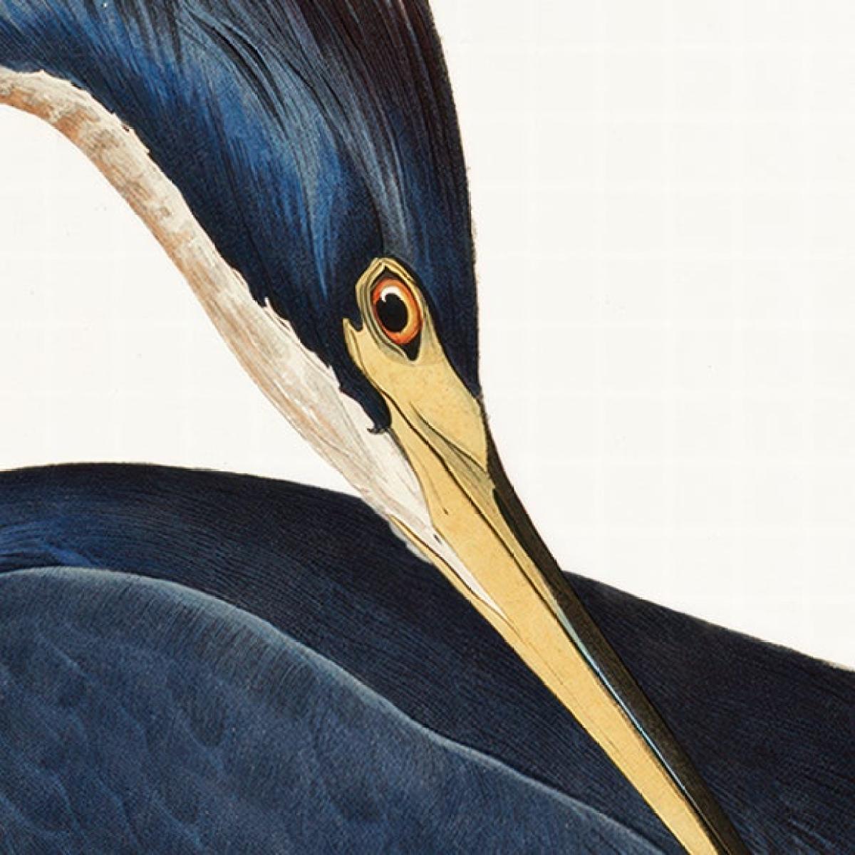 Cedar & Sage Louisiana Heron Framed Print – image 2