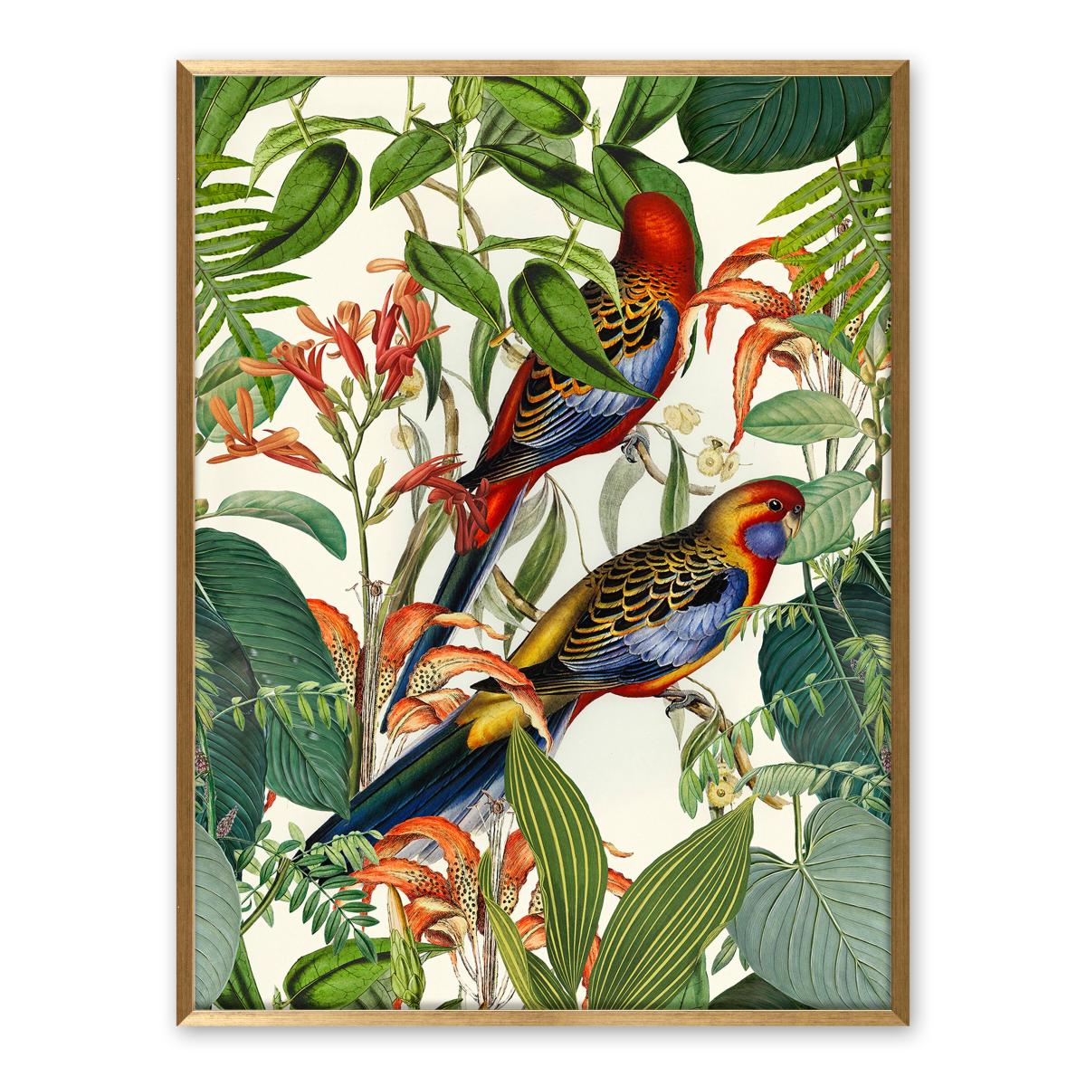 Exotic Jungle Birds by andrea Haase Framed Print MultiColoured – image 2