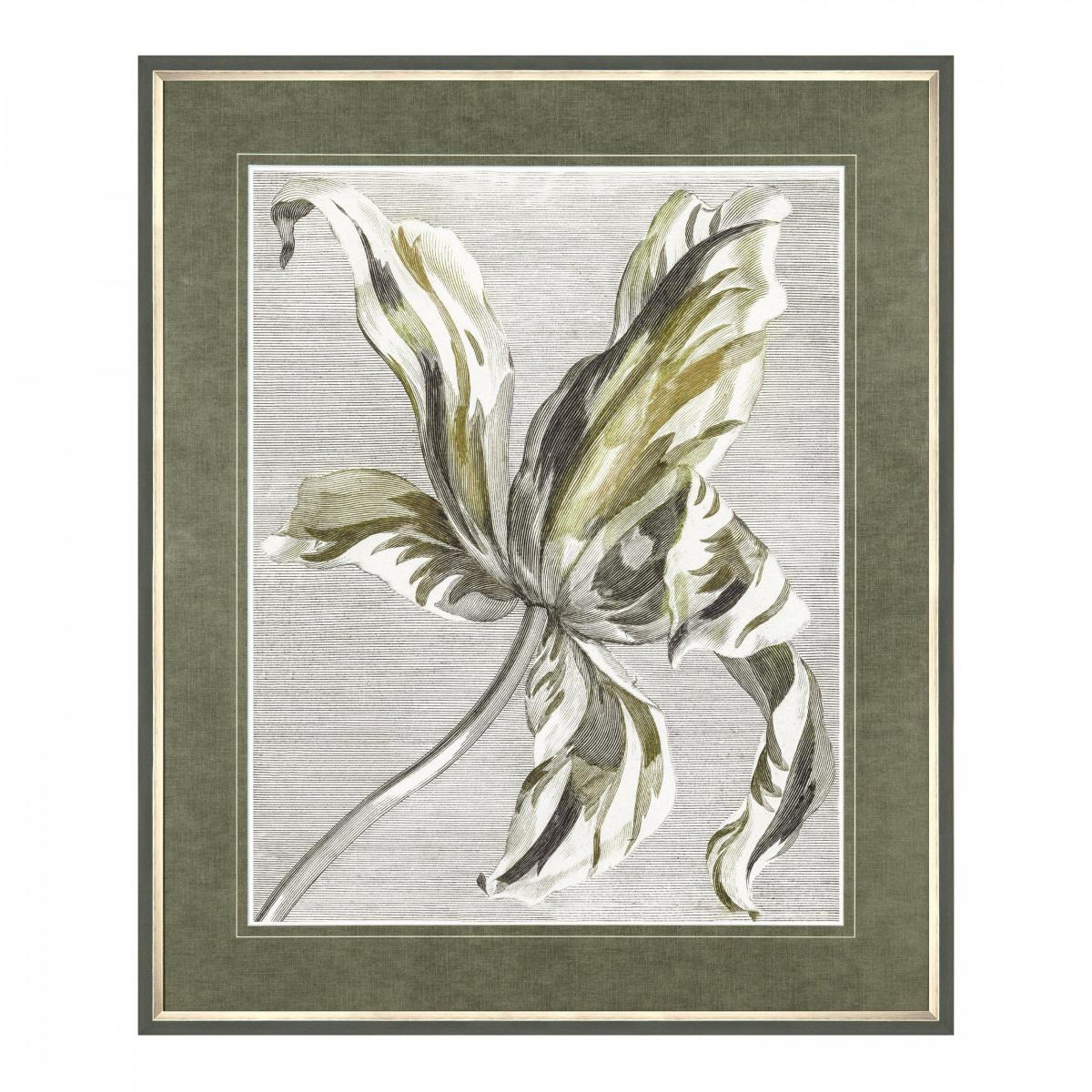 Tulip Bloom Framed Print – image 3