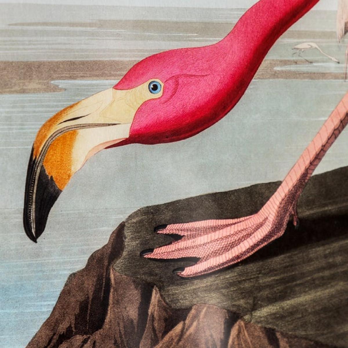 Cedar & Sage Wading Flamingo Framed Print – image 4