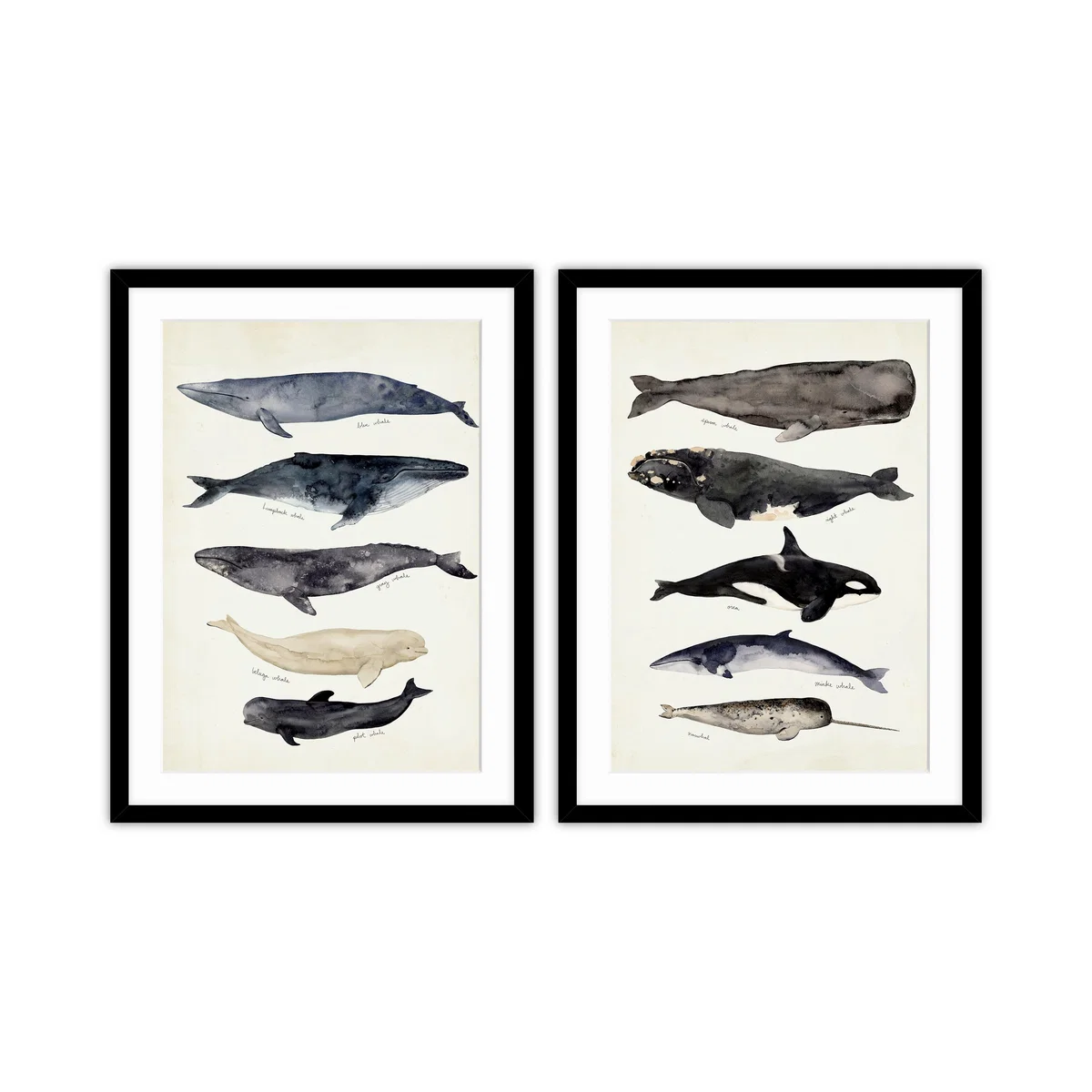 Set of 2 Whale Illustrations Framed Prints – image 2