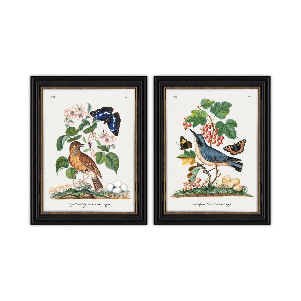 Set of 2 Vintage French Birds Framed Prints – image 2