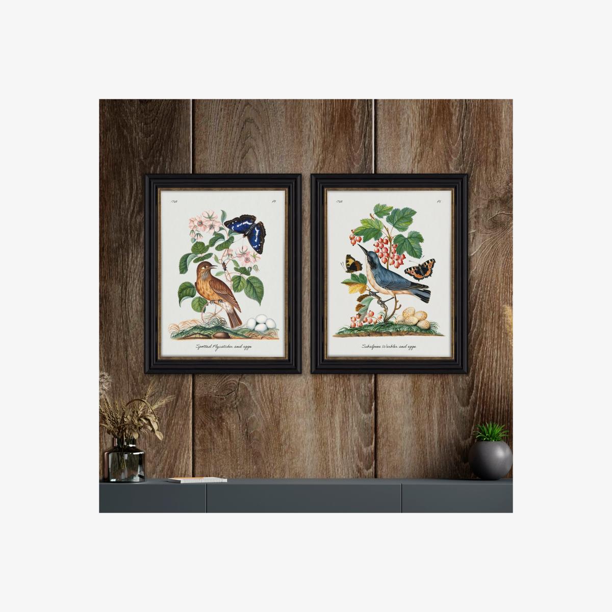 Set of 2 Vintage French Birds Framed Prints – image 1