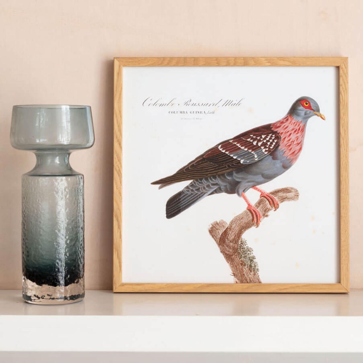 Framed Colombar Wallia Print – image 2