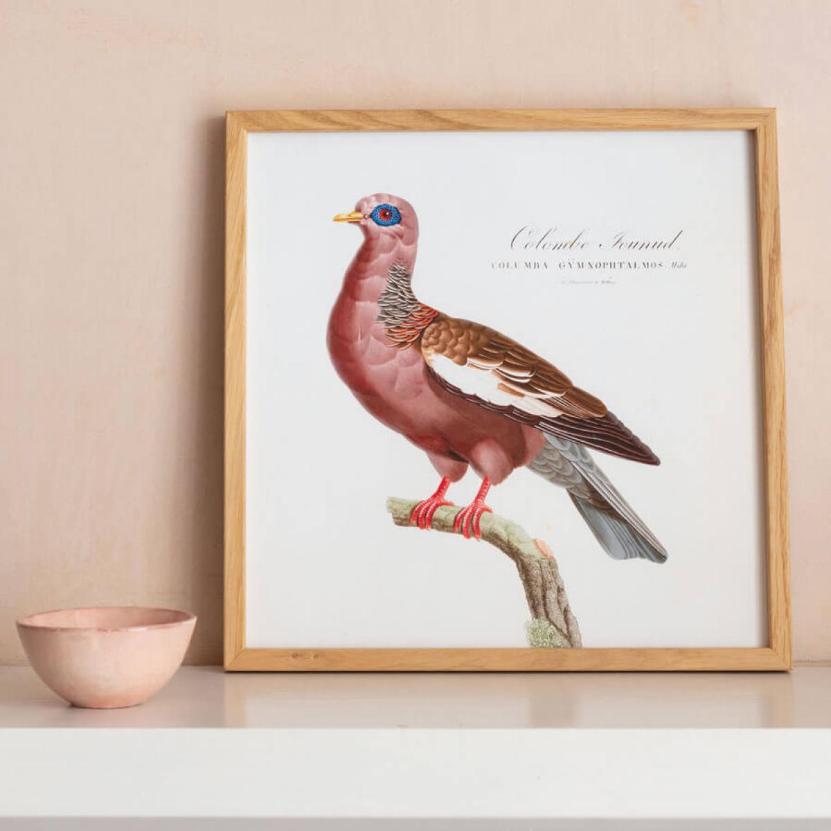 Framed Colombar Wallia Print – image 3